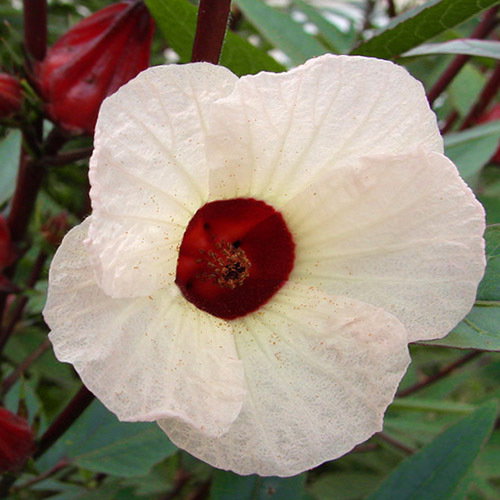 Hibiscus Sabdariffa