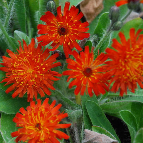 Hieracium Aurantiaca