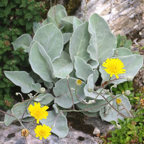 Hieracium Lanatum