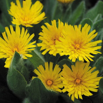 Hieracium Villosum
