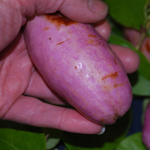 Holboellia Coriacea