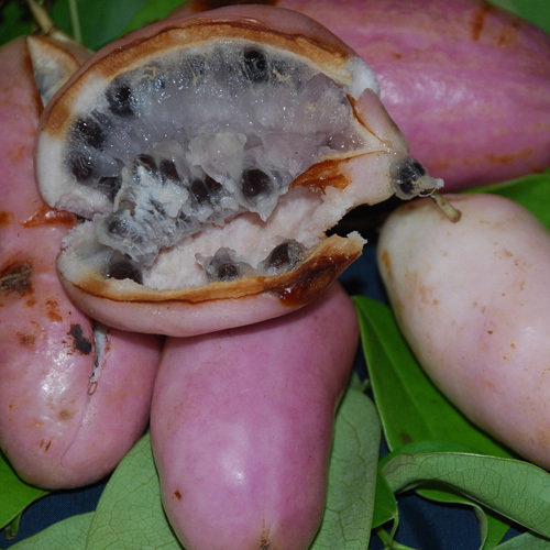 Holboellia Coriacea