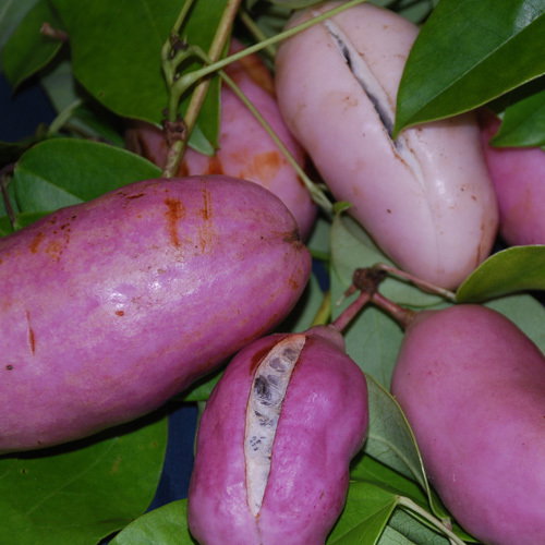 Holboellia Coriacea