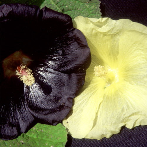 Hollyhock Mixed