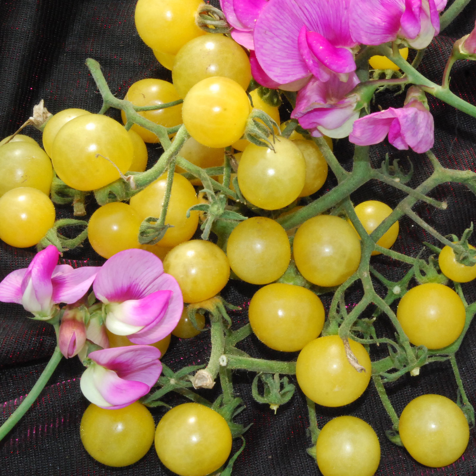 Champagne Currant