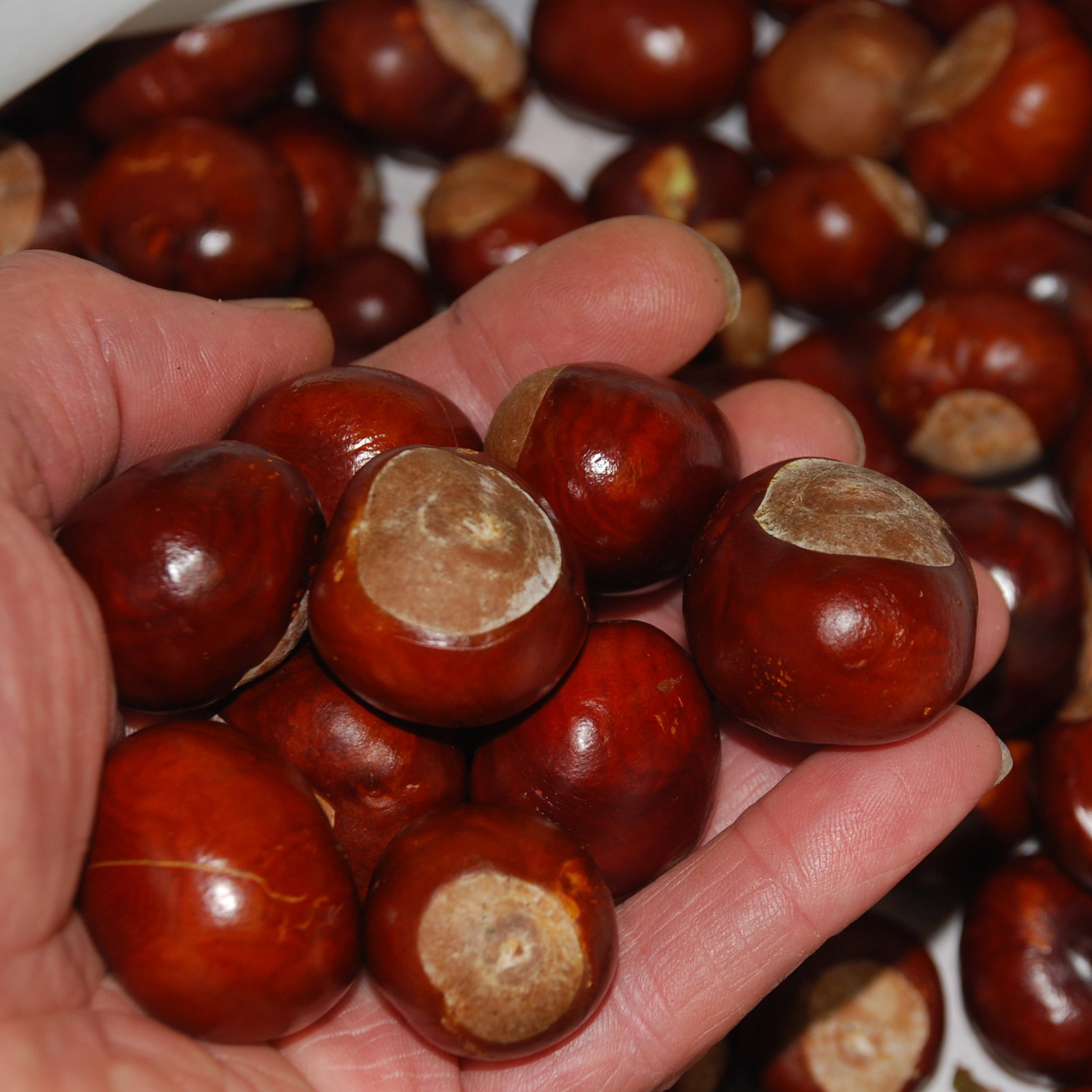 Horse Chestnuts