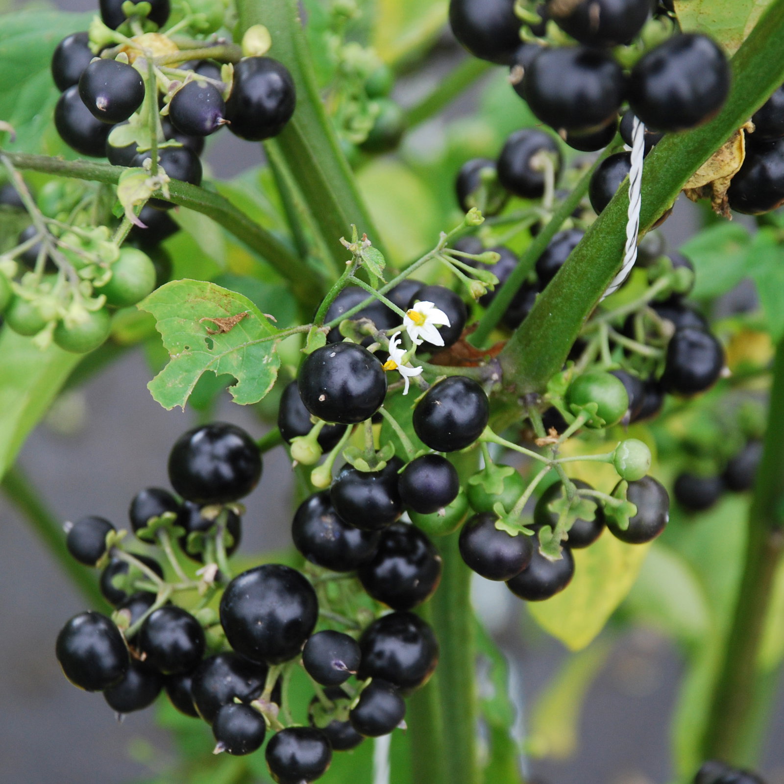 Huckleberry2