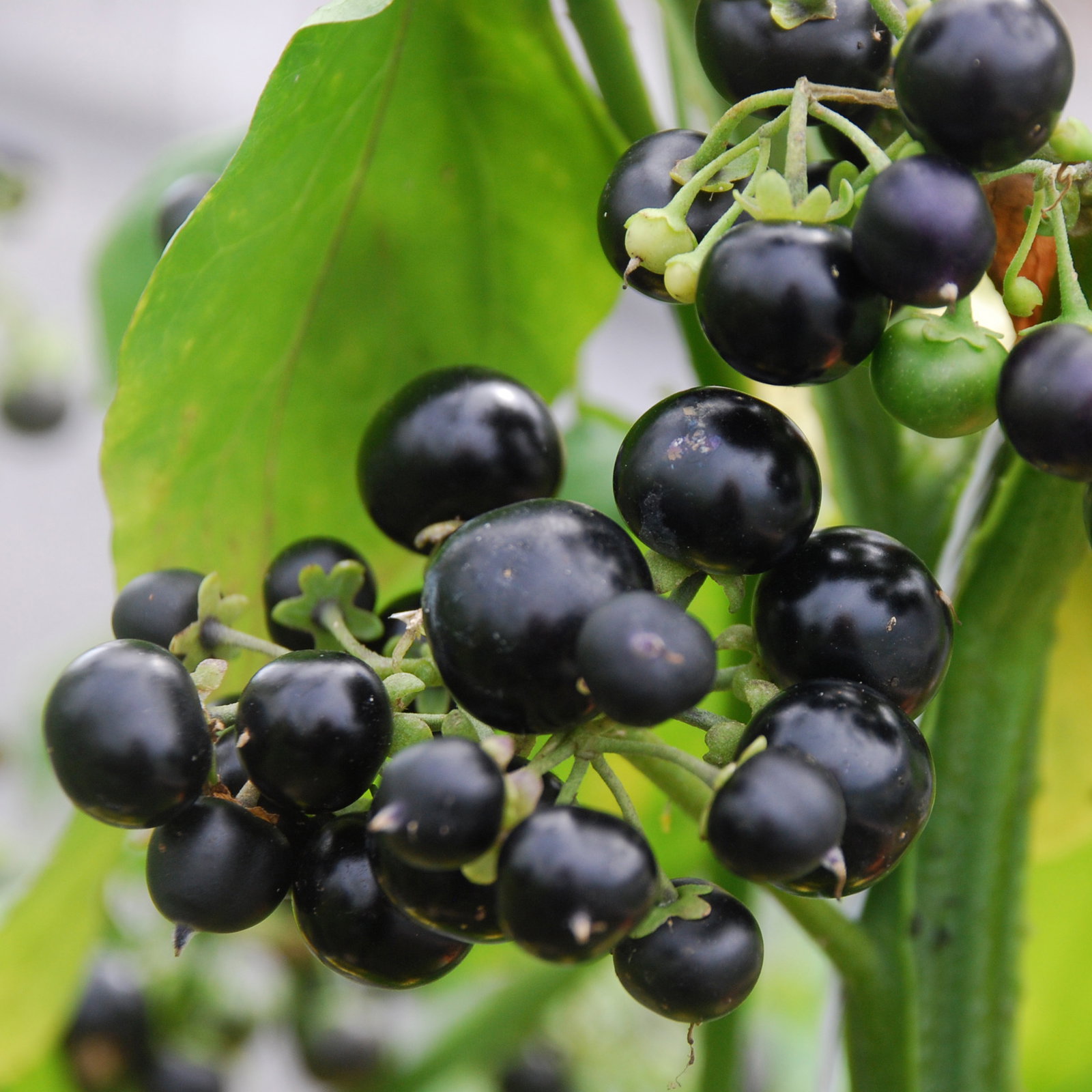 Huckleberry
