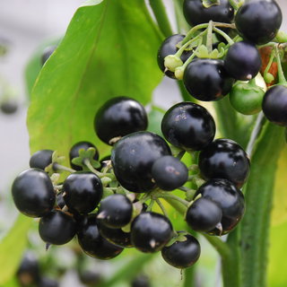 Huckleberry Seeds | Edible Berry Seeds | Plant World Seeds