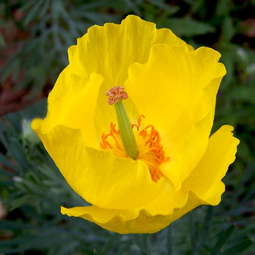 Hunnemannia Fumariifolia