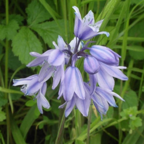 Spanish Bluebell