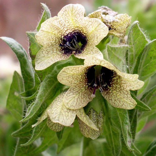 Hyoscyamusniger