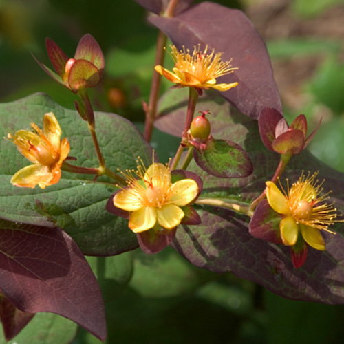 Hypericum Albury Purple