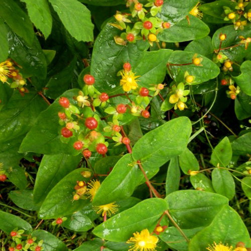 Hypericum Adrosaemum