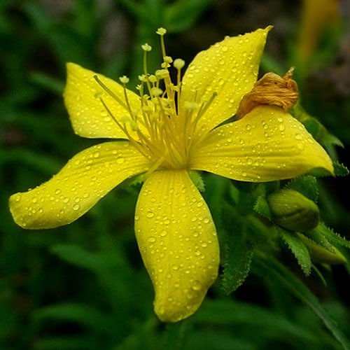 Hypericum Bupleuroides