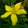 Hypericum Bupleuroides