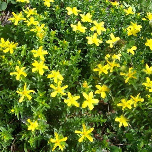 Hypericum Orientale