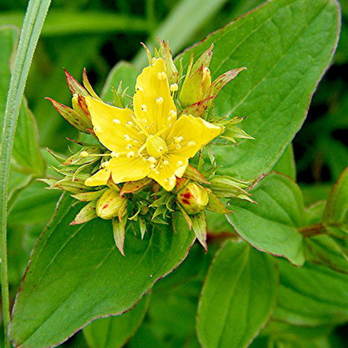 Hypericum Tetrapterum