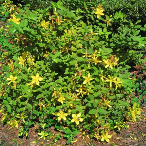 Hypericum Pseudohenryi