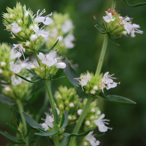 Hyssopus Officinalis Albus