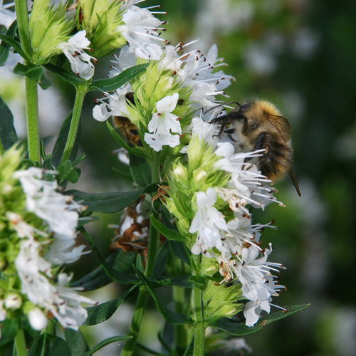 Hyssopus Officinalis Alba Bee3