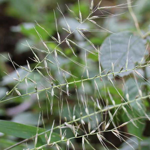 Hystrix Patula