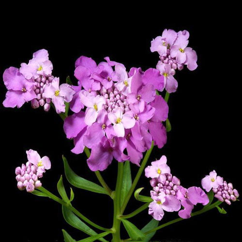 Iberis Umbellata