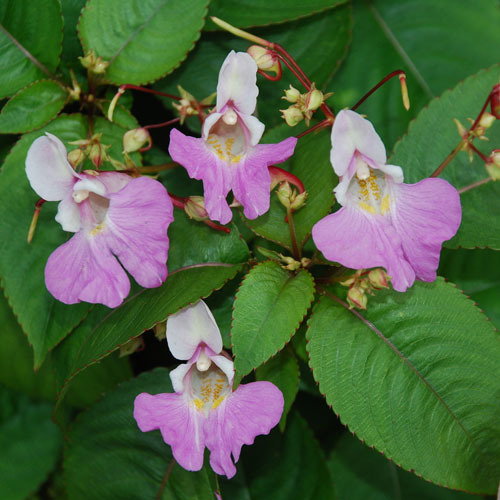 Impatiens Balfourii