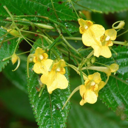 Impatiens Autumn Bees