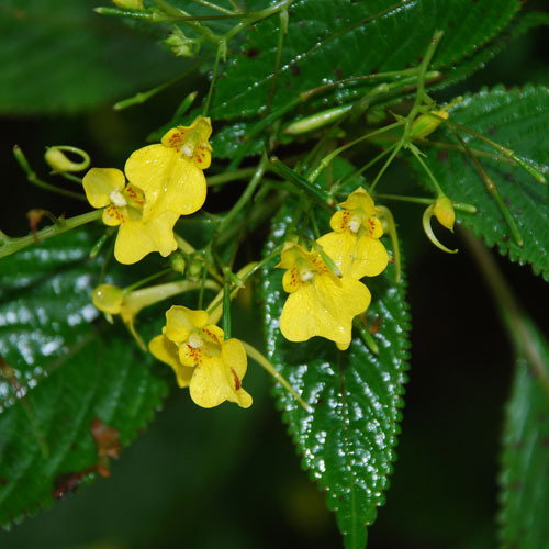 Impatiens Autumn Bees
