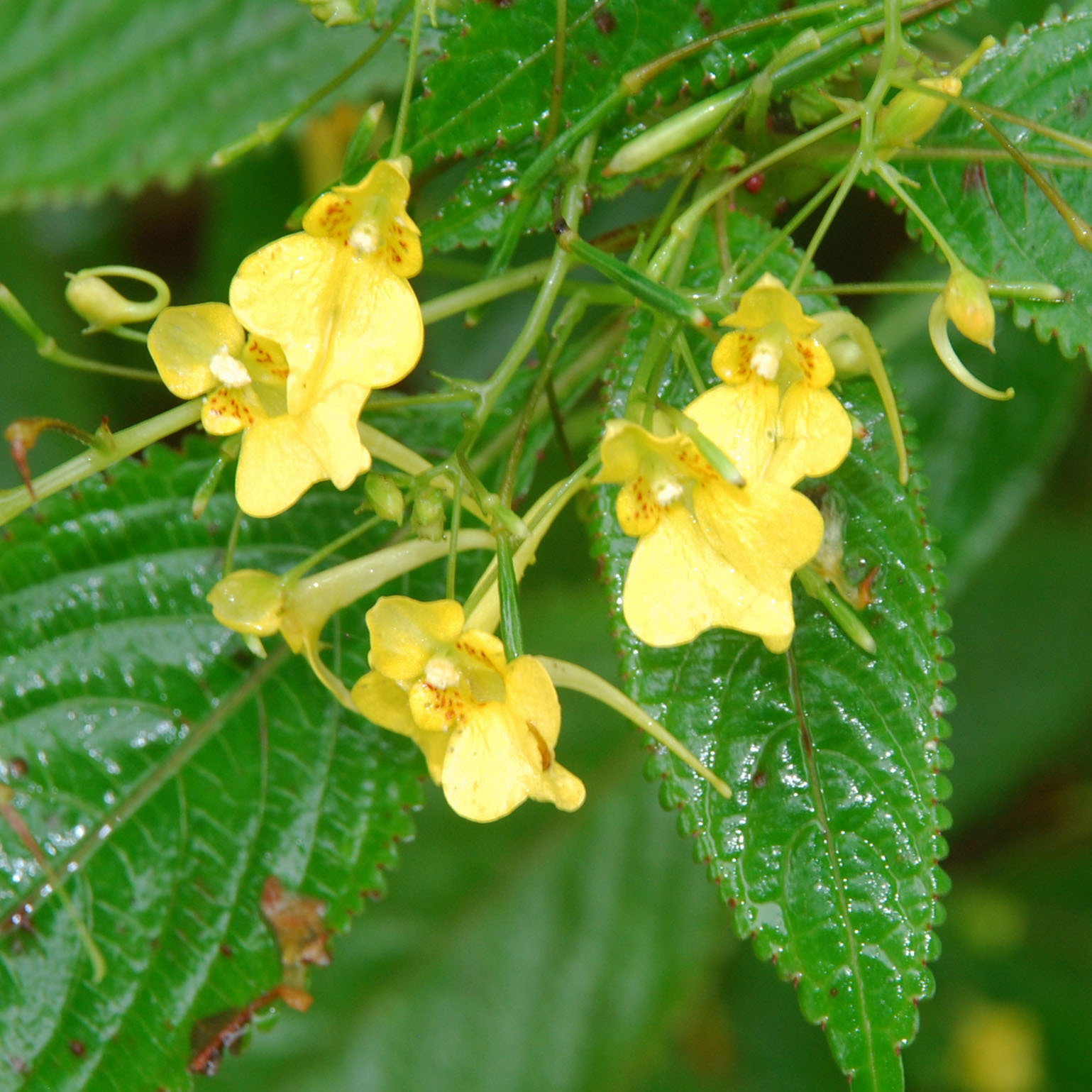 Impatiens Autumn Bees