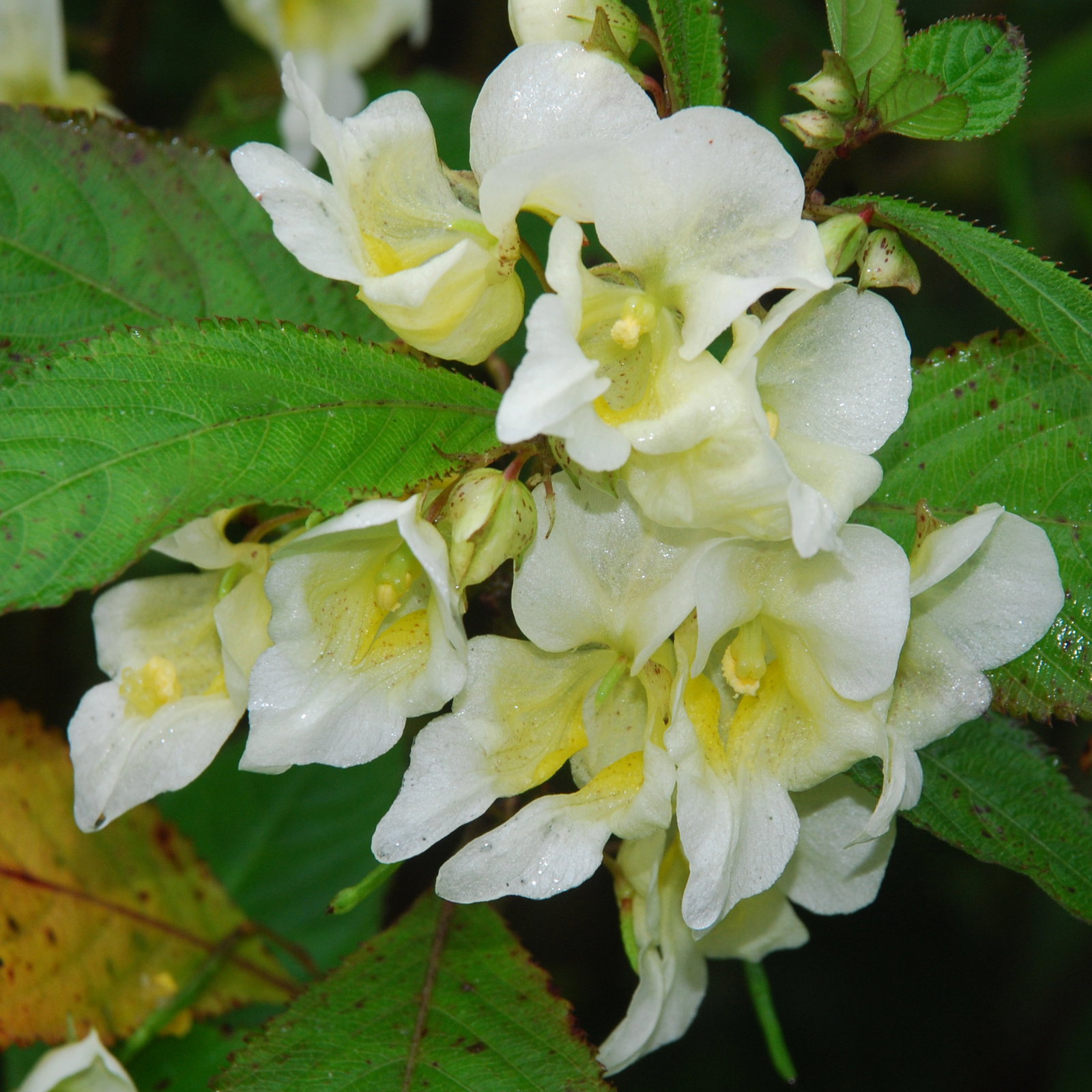 Impatiens Autumn Canaries Close