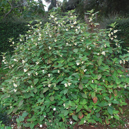 Impatiens Autumn Canaries Bush
