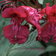 Impatiens Red Wine