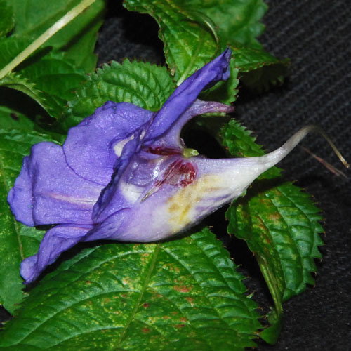 Impatiens Blue Diamond Close