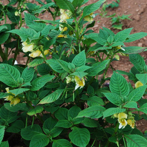 Impatiens Scabrida