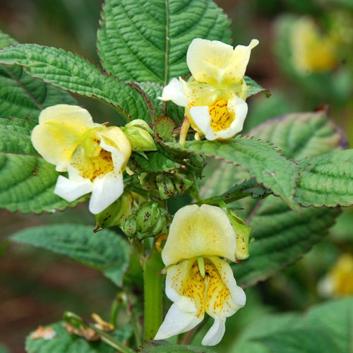 Impatiens Scabrida