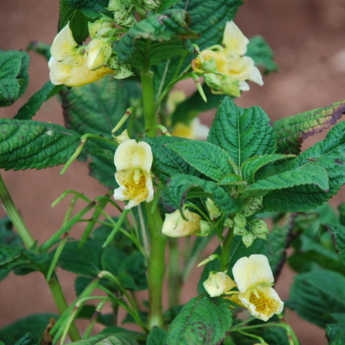 Impatiens Scabrida
