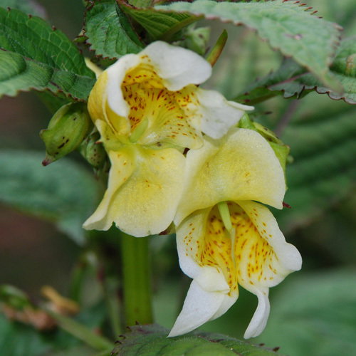Impatiens Scabrida
