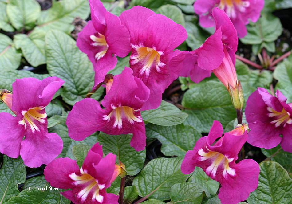 Incarvillea Compacta
