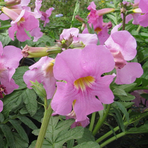 Incarvillea Bees Pink