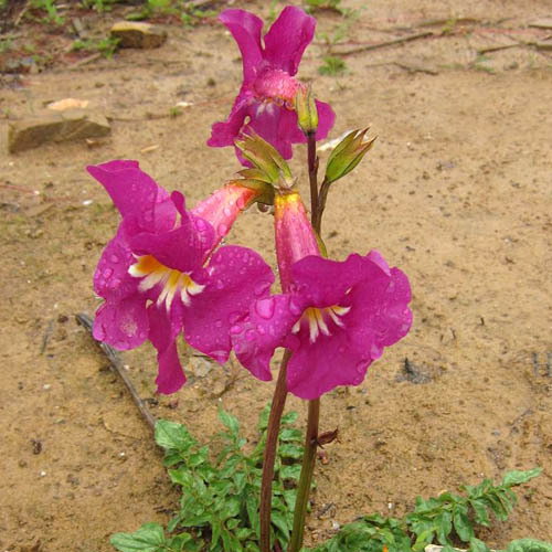 Incarvillea Himalayensis