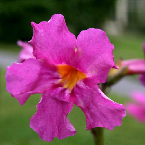Incarvillea Mairei