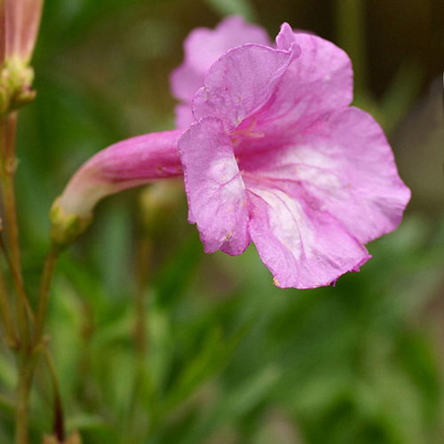 Incarvillea Olgae