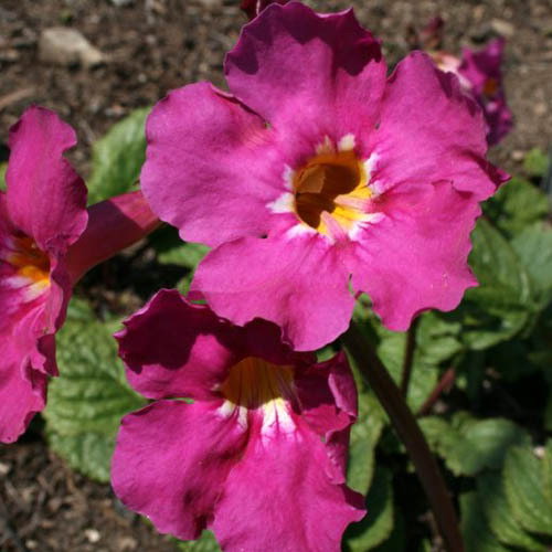 Incarvillea Zhongdianensis