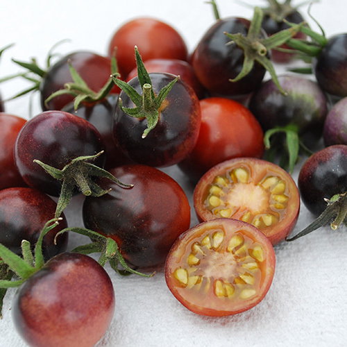 Tomato Indigo Blue Berries