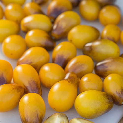 Indigo Pearl Drops
