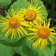 Inula Helenium