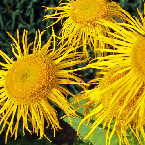 Inula Magnifica