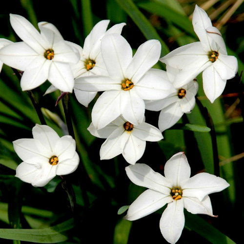 Ipheion Alberto Castillo